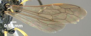 Media type: image;   Entomology 603062 Aspect: wing